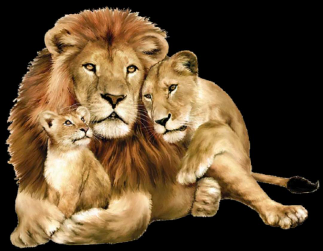 lion_family